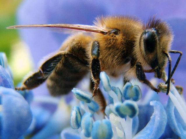 abeja orgánica disfrutando flor orgánica ayudando de biodiversidad organico y produccion de alimentos organicos como miel organico y manzanas organicas